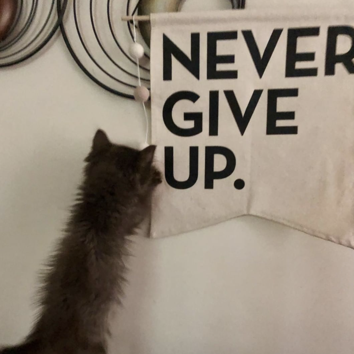 NEVER GIVE UP. CANVAS BANNER